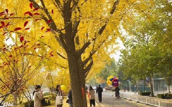 北京协和供卵不能挑选胎儿性别