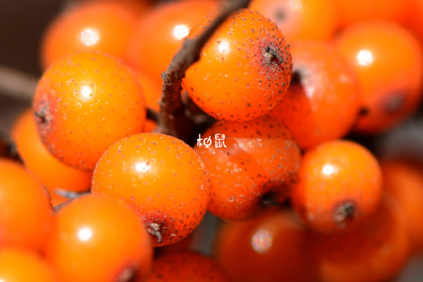 甘油三酯高可以吃沙棘