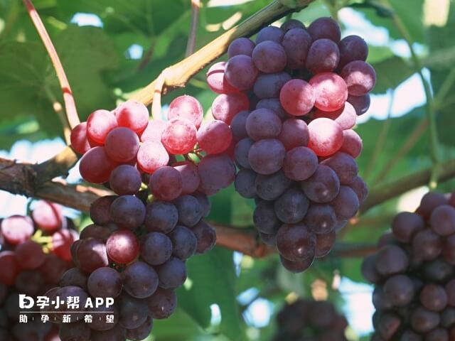 葡萄属于强碱性水果