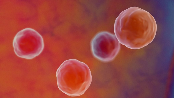 女性每月都有卵泡发育