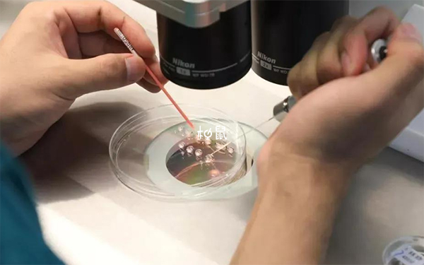 人工授精8天后就能去验孕