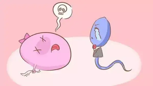 女性每个月都会排卵